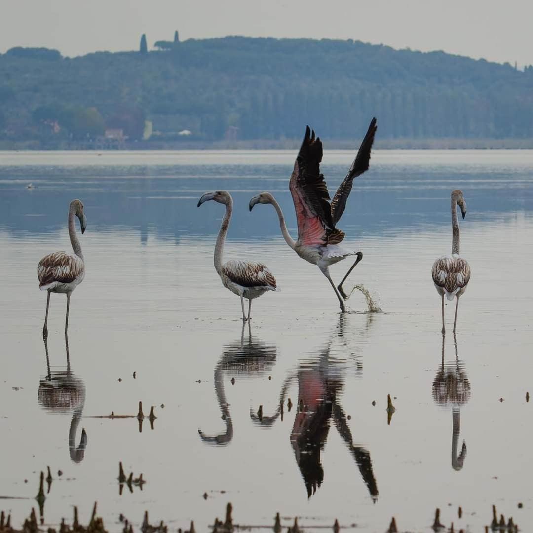 Chalet Sul Trasimeno Сант'Арканджело Экстерьер фото